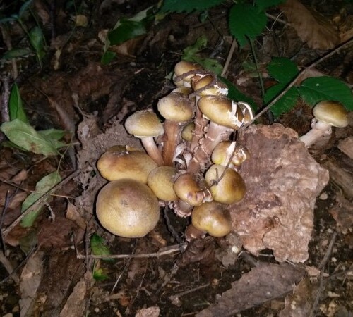 Taranto, raccoglie funghi dal giardino senza verificarne la commestibilità: cinque intossicati, uno è grave