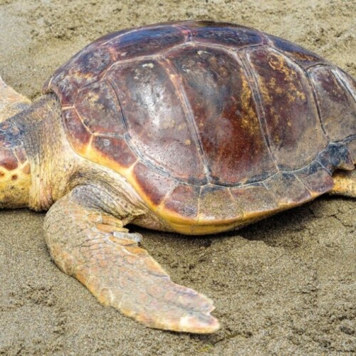 Taranto, tartaruga Caretta Caretta trovata morta in spiaggia