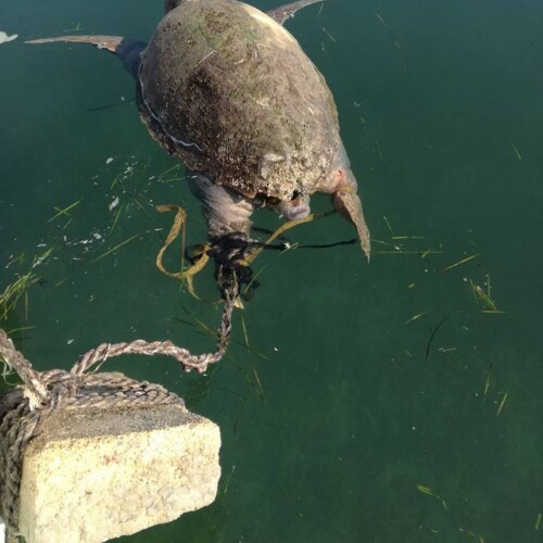 Taranto, tartaruga uccisa e gettata in mare: al via le indagini per risalire al responsabile