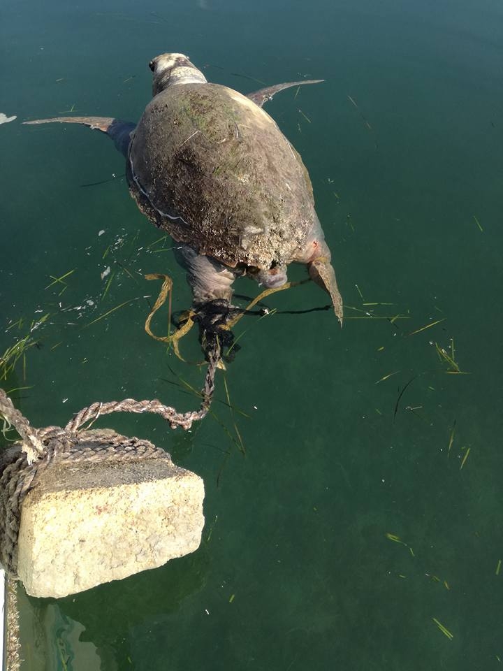 Taranto, tartaruga uccisa e gettata in mare: al via le indagini per risalire al responsabile