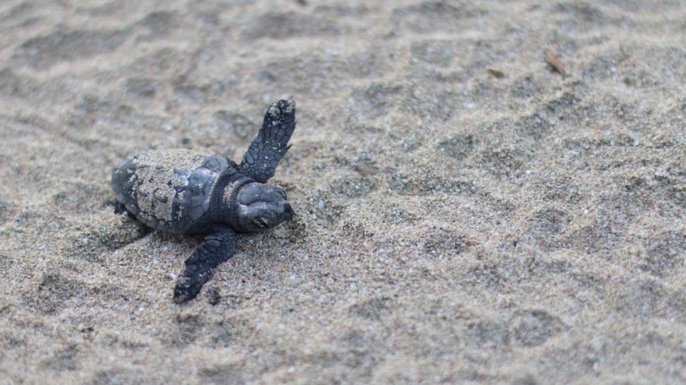 Trentadue tartarughe neonate sbucano dalla sabbia di Lizzano e si tuffano in mare