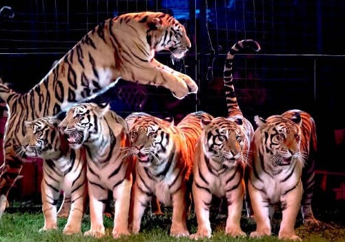 Triggiano, domatore muore azzannato dalle tigri: otto felini sequestrati e trasportati allo zoo Safari