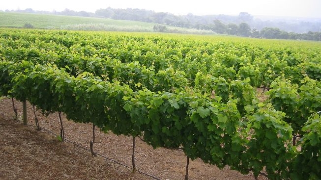 Turi, 20 braccianti intossicati da prodotti chimici mentre lavorano in un vigneto