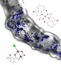 UNIBA: SCOPERTA LA MOLECOLA CHE REGOLA L’IMMAGAZZINAMENTO DI ZINCO NELLE CELLULE