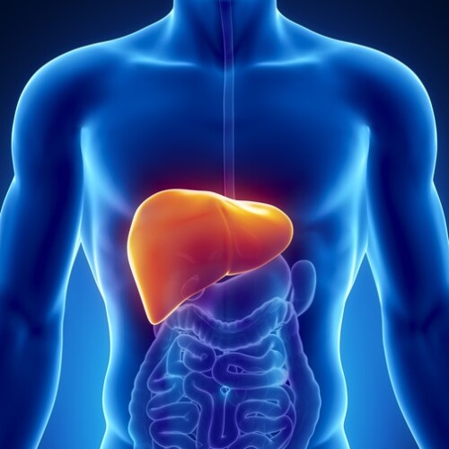 Uniba: uno studio sulle pericolose relazioni tra malattie metaboliche, fegato grasso e consumo di bevande alcoliche