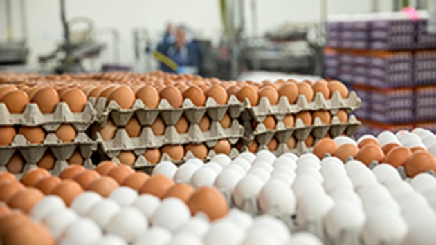 Uova contaminate da Fipronil, sequestro in una azienda di Corato