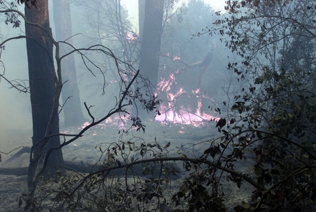 Vasto incendio a Mottola, fiamme minacciano 50 ettari di vegetazione