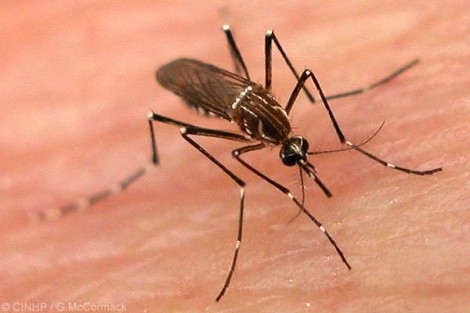 Virus Zika, le raccomandazioni dell’osservatorio epidemiologico in Puglia: ‘Nessun allarme, ma solo attenzione’