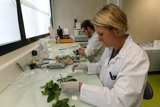 Xylella Fastidiosa, possibile svolta nelle ricerche: un prodotto agricolo blocca il disseccamento degli ulivi