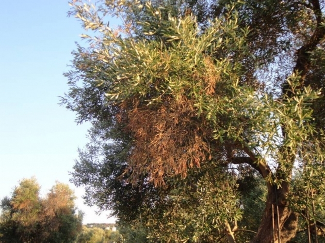 Xylella arriva in Francia, due ulivi positivi al batterio: è la stessa sottospecie presente in Puglia
