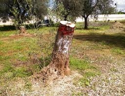 Xylella, cominciate le eradicazioni: Trepuzzi il primo comune colpito