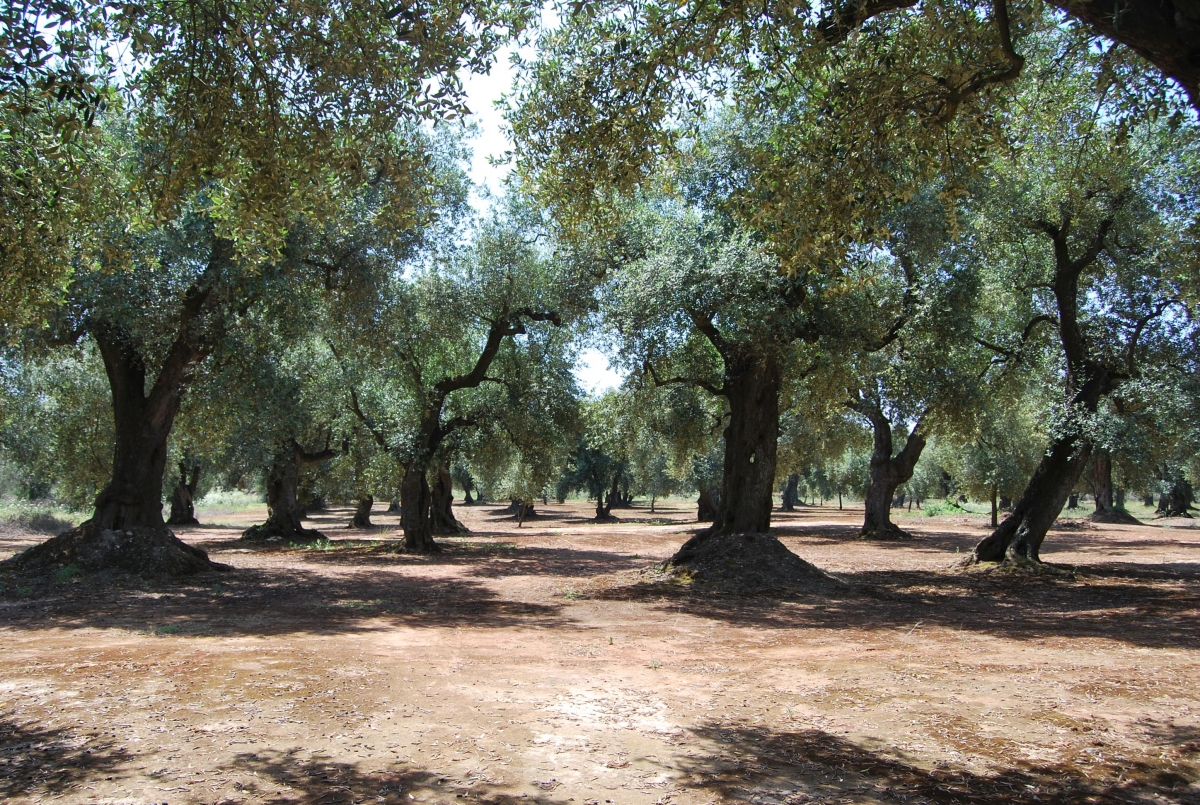Xylella, dal tar Lazio nuovo stop agli abbattimenti