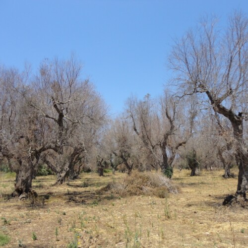 Xylella, eradicazioni radicali solo nel nord del Salento