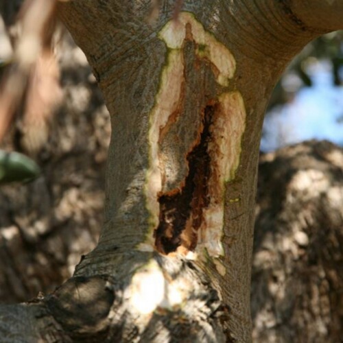 Xylella Fastidiosa: Consiglio dei Ministri proroga lo stato di emergenza per altri sei mesi