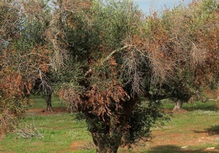 Xylella Fastidiosa, il Tar Puglia blocca il taglio di alcuni ulivi: ‘Verificare la monumentalità delle piante’
