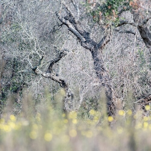 Xylella fastidiosa nella Regione mediterranea: diffusione e misure adottate per prevenirla