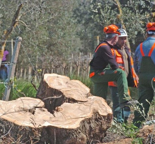 Xylella: gli ispettori dell’Ue in Puglia per verificare la situazione
