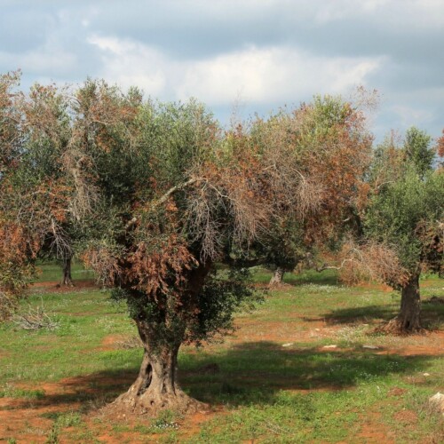 Xylella, gli scienziati americani difendono i ricercatori pugliesi: ‘rallentati dalla magistratura’