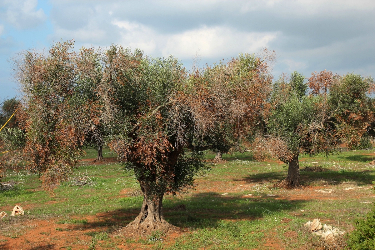 Xylella, gli scienziati americani difendono i ricercatori pugliesi: ‘rallentati dalla magistratura’