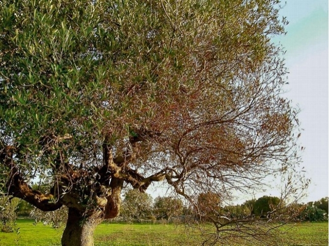 Xylella, i risultati di una ricerca pubblicata su Scientific Reports: ‘È possibile rallentare il batterio’