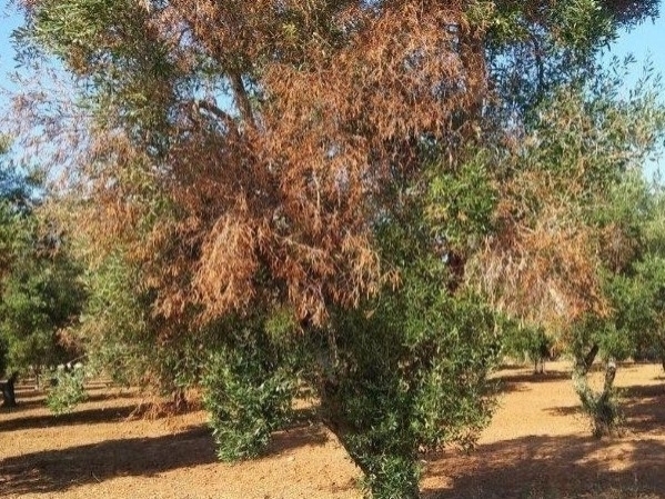 Xylella in Puglia, ispezione dei funzionari Ue nei prossimi giorni. Andriukaitis: ‘Sono preoccupato’