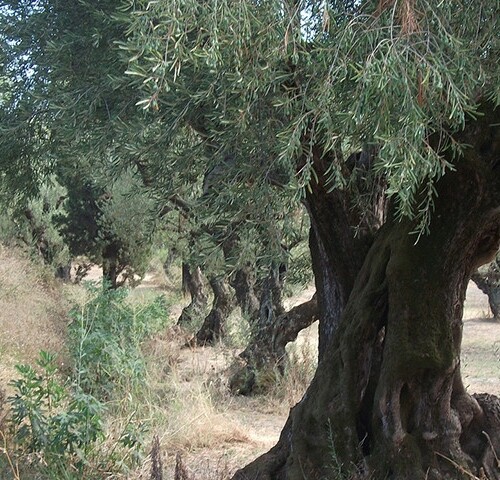 Xylella, la Commissione europea bacchetta l’Italia: ‘Espiantare subito gli alberi infetti nella zona cuscinetto’