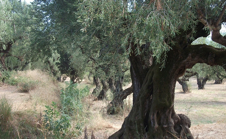 Xylella, la Commissione europea bacchetta l’Italia: ‘Espiantare subito gli alberi infetti nella zona cuscinetto’
