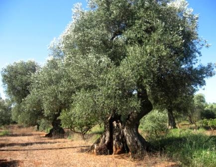 Xylella, la denuncia di Coldiretti Puglia: ‘Per gli espianti degli ulivi tutto da rifare’