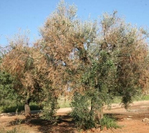 Xylella: la Francia blocca l’importazione di 102 specie vegetali dalla Puglia