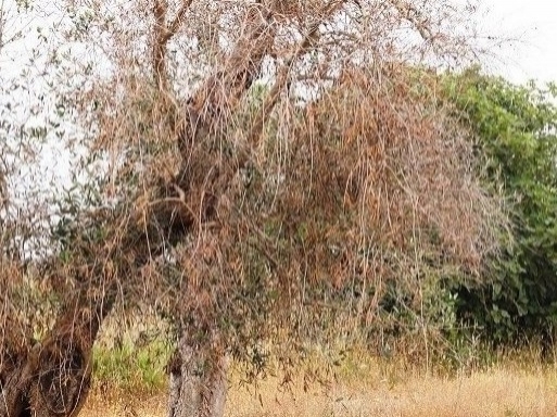 Xylella, l’Aiab chiede alla Regione di bloccare l’abbattimento degli ulivi: ‘Per l’Europa non è obbligatorio’