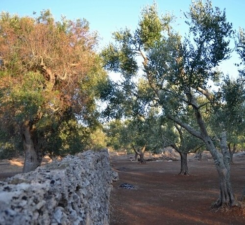 Xylella, l’appello di CIA Puglia: ‘Serve un decreto migliorativo. Urgente un incontro sugli alberi secolari’