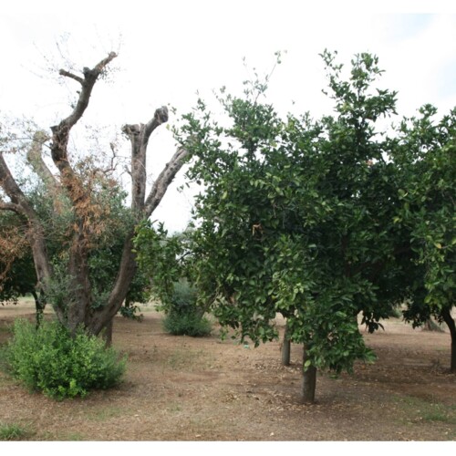 Xylella: l’UE chiede l’abbattimento di più ulivi