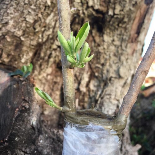 Xylella, nuovi germogli per 15mila alberi ‘incerottati’