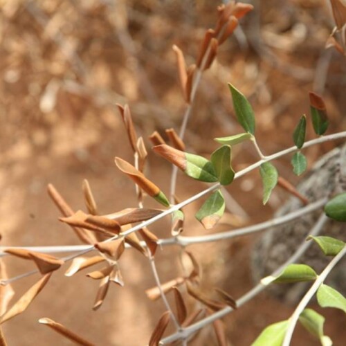 Xylella, passa l’emendamento sullo studio del germoplasma. M5S: ‘Studiare le caratteristiche delle piante resistenti al batterio’