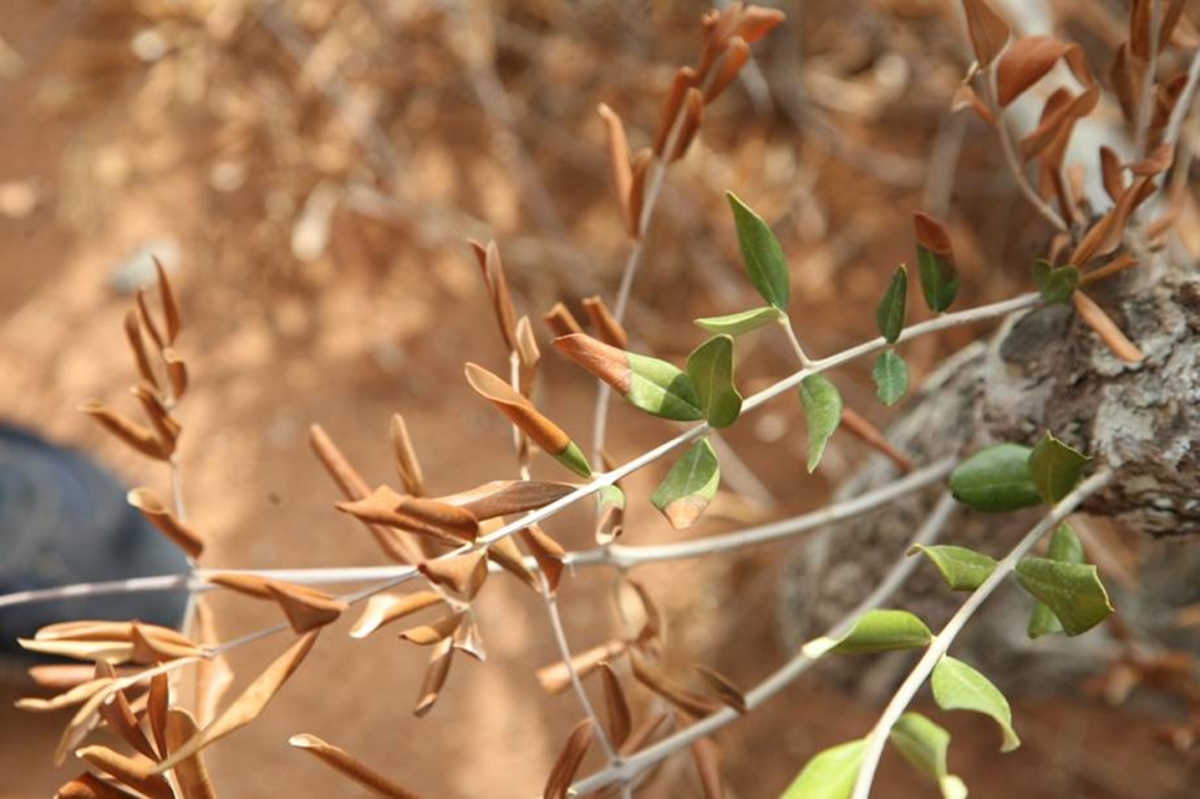 Xylella, passa l’emendamento sullo studio del germoplasma. M5S: ‘Studiare le caratteristiche delle piante resistenti al batterio’