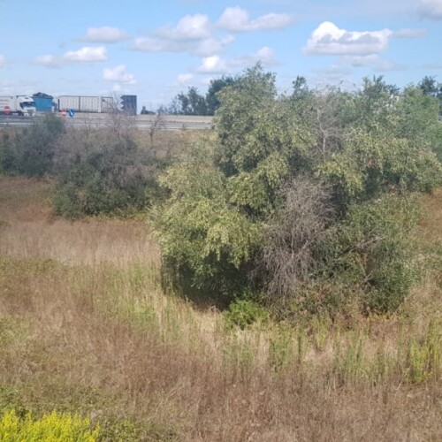 Xylella, ritrovati altri 4 alberi infetti a nord di Brindisi: due sono in area demaniale