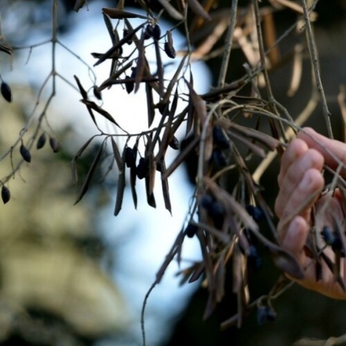 Xylella, Ue bacchetta l’Italia: ‘Non ha notificato l’uso di un pesticida nocivo per le api’