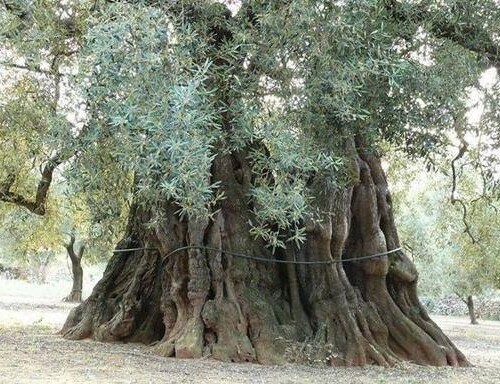 Xylella: utilizzo di gemme di leccino per salvare l’ulivo secolare