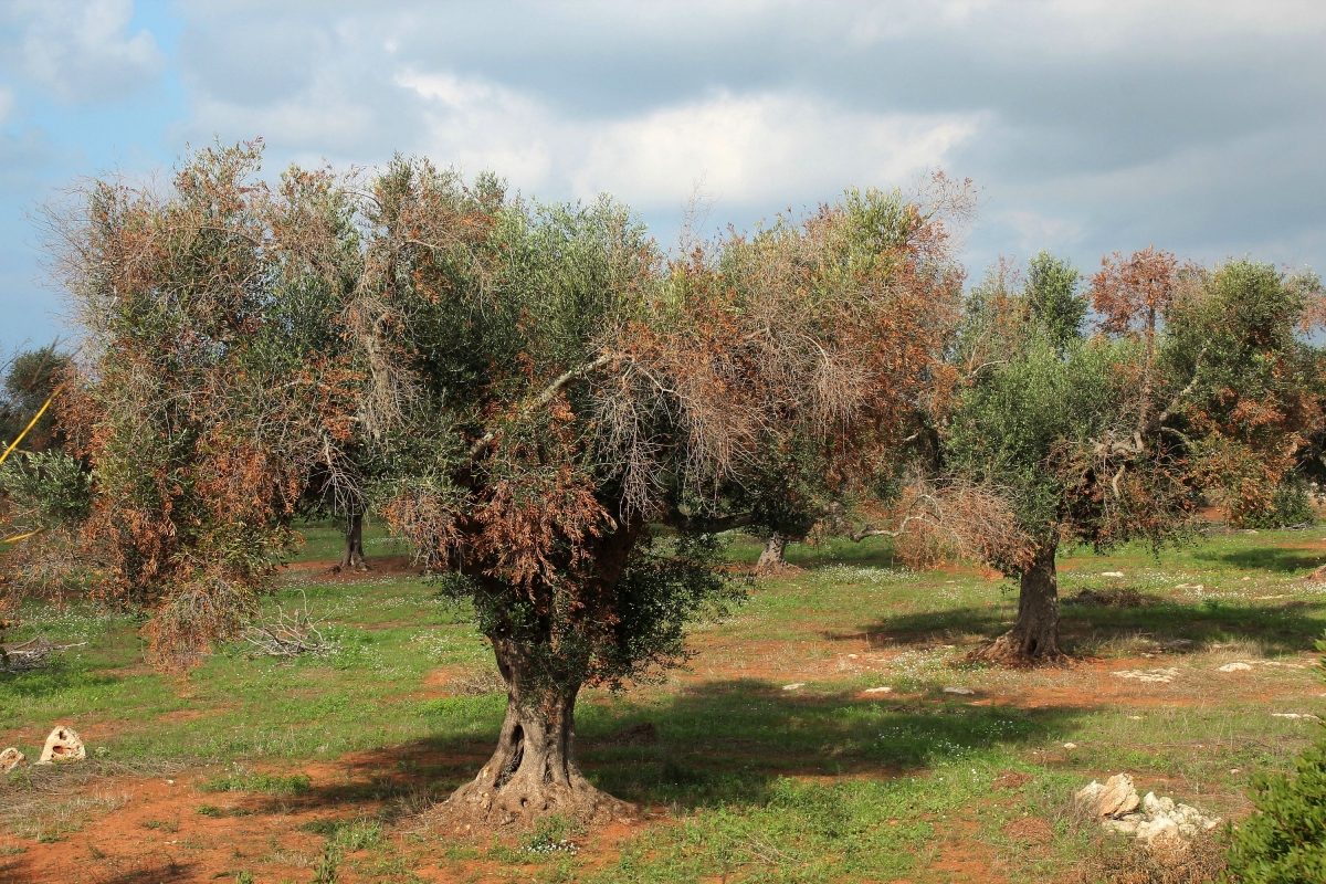 Xylella: ventimila firme raccolte per salvare gli olivi dall’abbattimento (VIDEO)