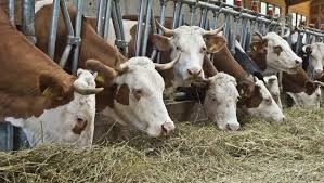 ZOOTECNIA DA LATTE: LA GIUNTA PUGLIESE STANZIA 4 MILIONI DI EURO PER SOSTENERE IL SETTORE