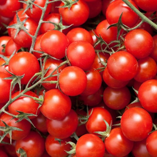Nella Daunia il miglior pomodoro d’Italia, Cia Capitanata: “La qualità va pagata”