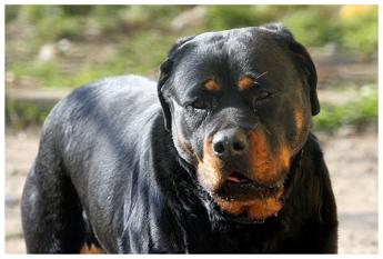 Roma, morto sbranato da 3 rottweiler mentre fa jogging