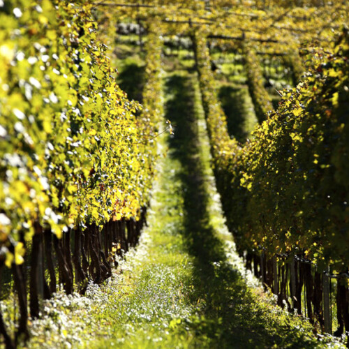 Teroldego, Lagrein e Nosiola: alla scoperta dei vitigni autoctoni del Trentino