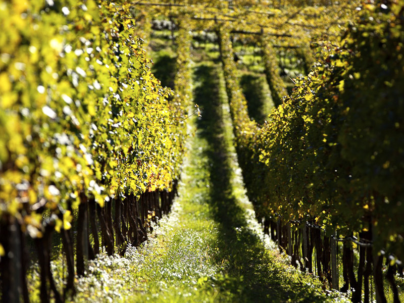 Teroldego, Lagrein e Nosiola: alla scoperta dei vitigni autoctoni del Trentino