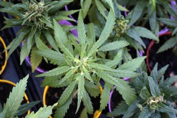 Schillaci: “Estratti cannabis usati come novel food, non autorizzati”