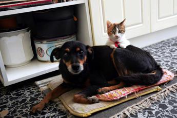 Animali domestici come amici, effetto ‘salva memoria’ per single over 50