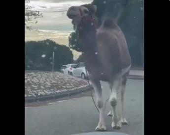 Dromedario fugge da circo e passeggia tra le auto, stupore e traffico bloccato a Marsiglia – Video