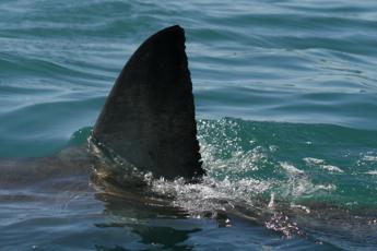 Bahamas, bambino di 10 anni attaccato da squalo in piscina resort