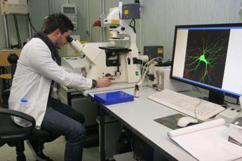 Epatite B, speranze dall’immunoterapia: a Milano primi test al mondo