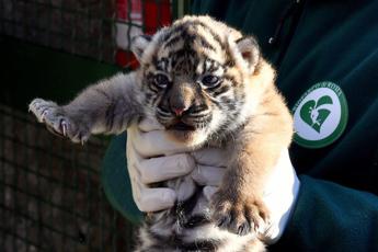 Fiocco rosa al Bioparco di Roma, nata cucciola di tigre di Sumatra